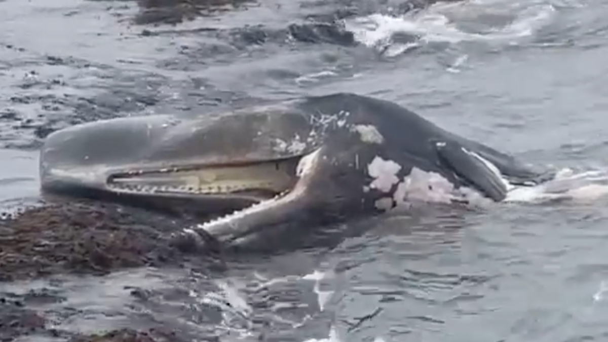 sperm whale mouth