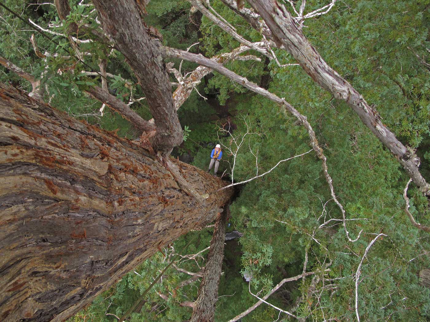 Save The Redwoods League Grants More Than $160K For Scientific Research ...